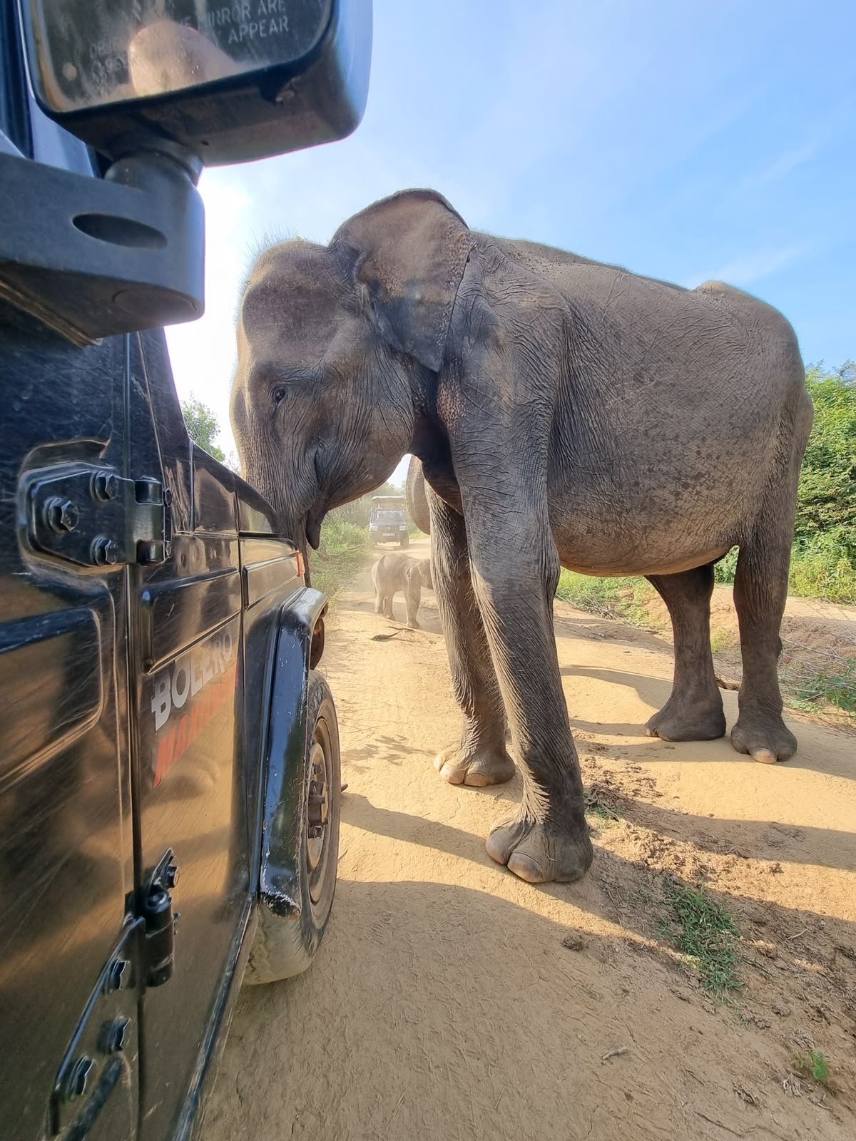 Elephant beside safari vehicle