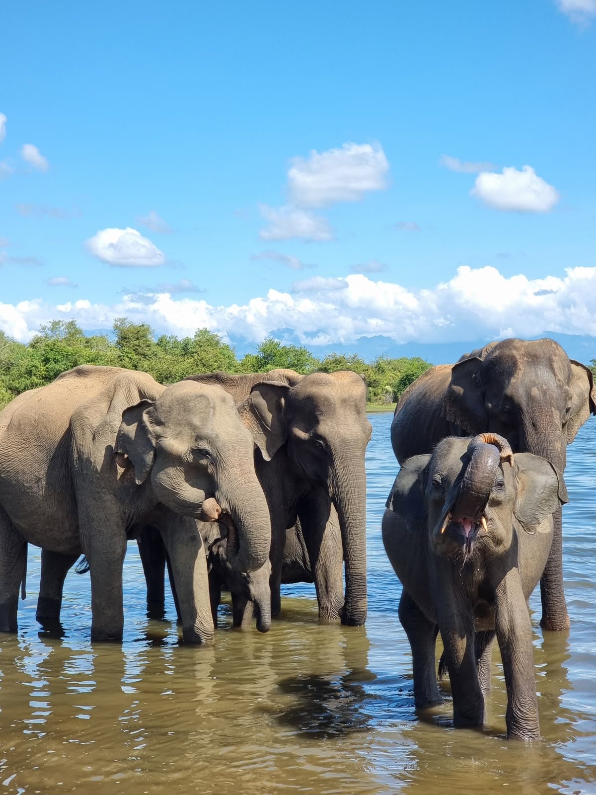Elephant family in water