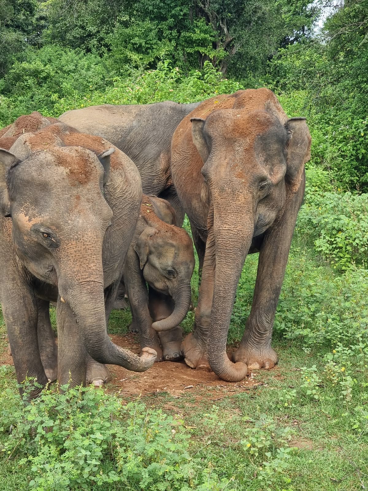 Elephant family
