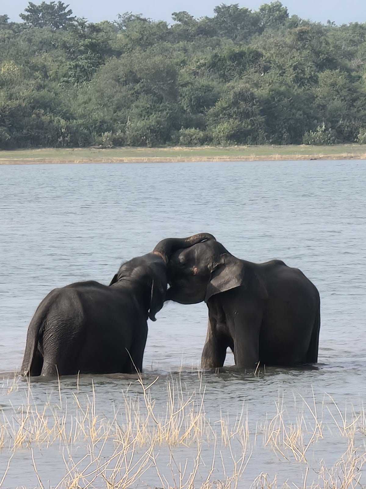 Udawalawe Safari Tours by Little Cabana