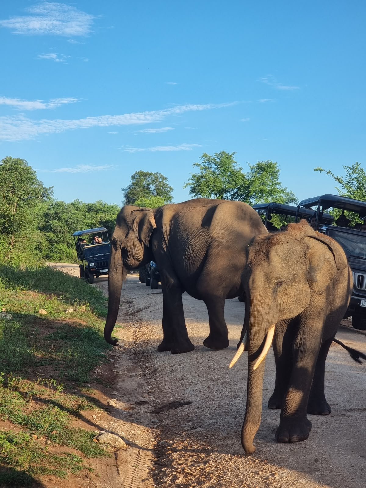 Elephants and safari jeeps