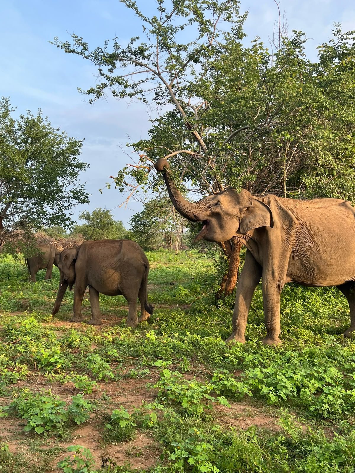 Elephants feeding in Udawalawe