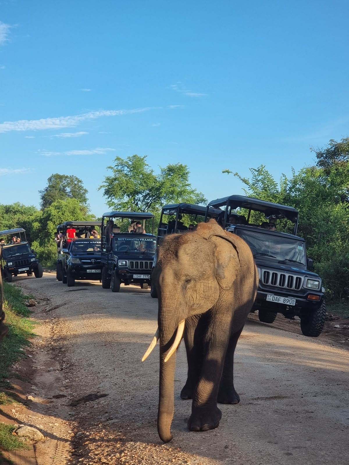 Elephant on safari road